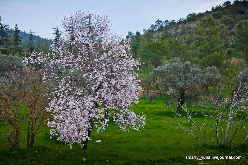 Весна на Кипре! Photobucket