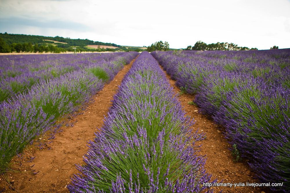 photo Lavender-1.jpg