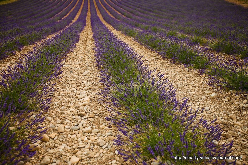 photo Lavender-11.jpg