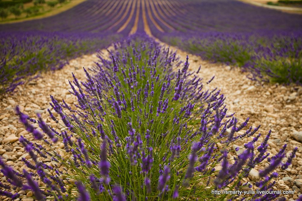 photo Lavender-13.jpg