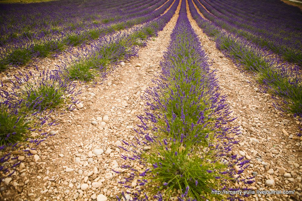 photo Lavender-18.jpg