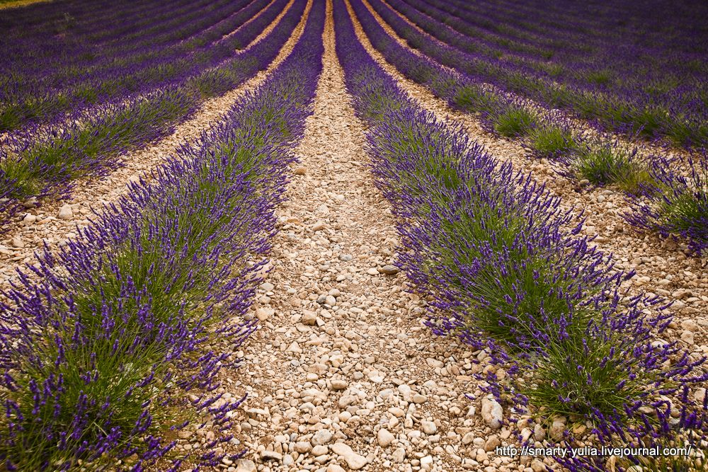 photo Lavender-19.jpg
