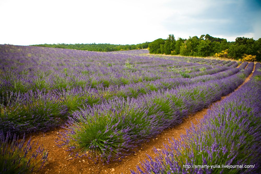 photo Lavender-2.jpg