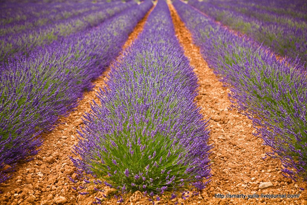 photo Lavender-21.jpg