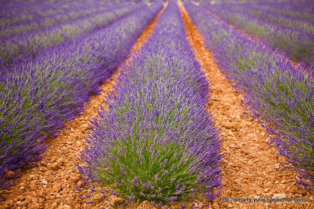 photo Lavender-22.jpg