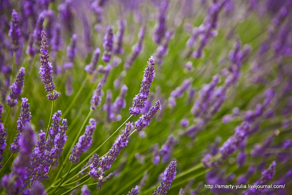 photo Lavender-24.jpg