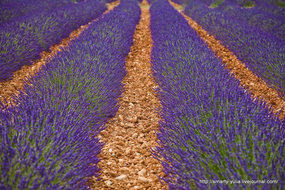 photo Lavender-25.jpg