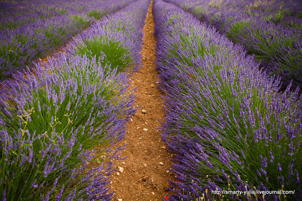 photo Lavender-3.jpg