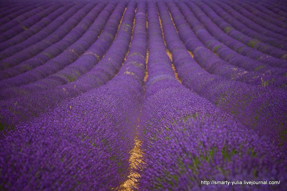 photo Lavender-32.jpg