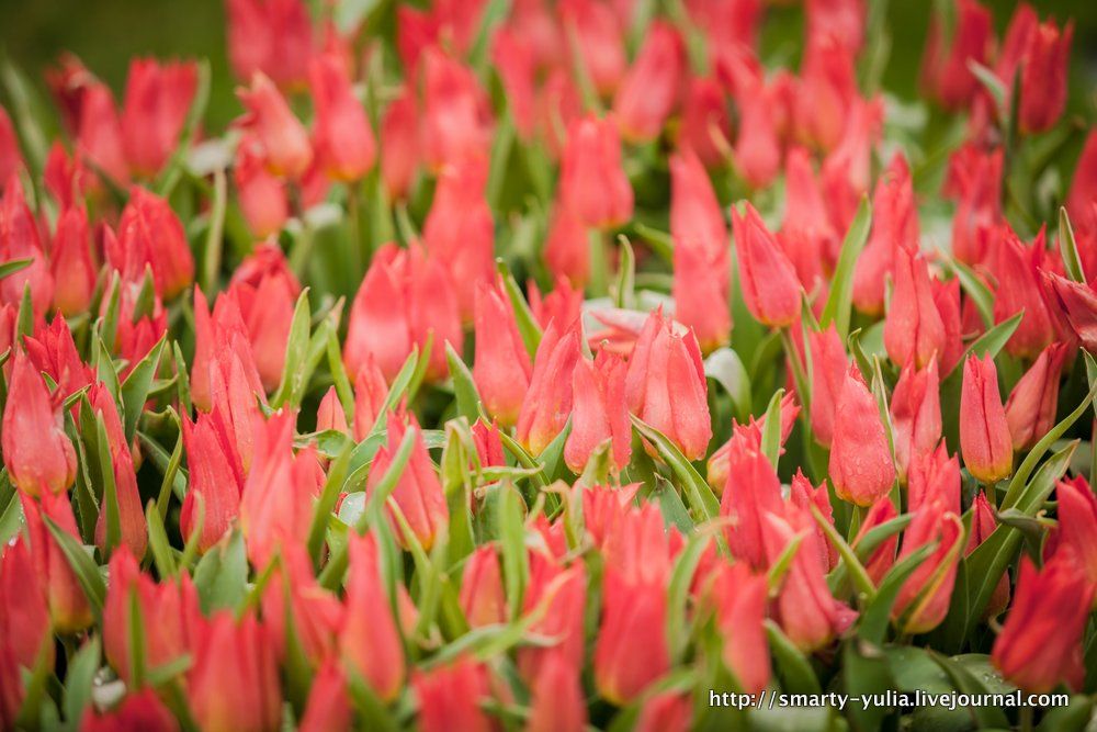 photo 2013_04_12_Keukenhof-0022.jpg