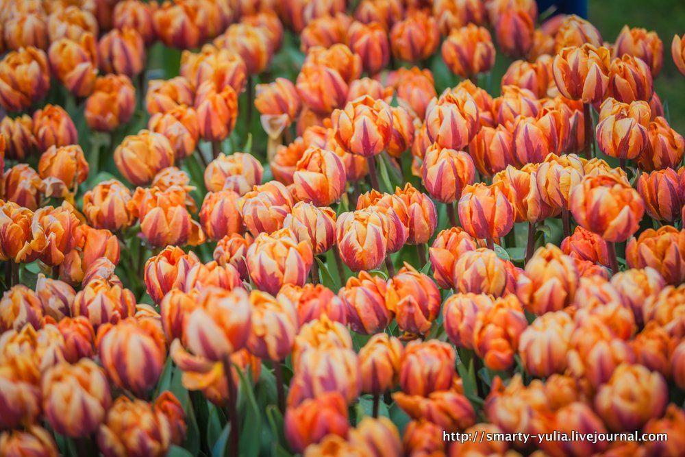 photo 2013_04_12_Keukenhof-0026.jpg