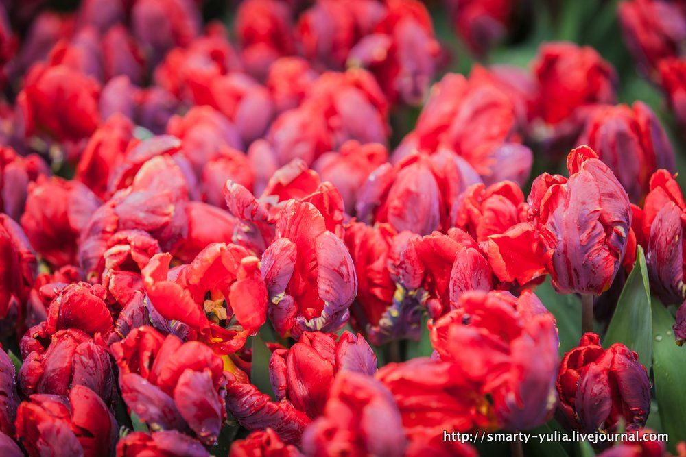 photo 2013_04_12_Keukenhof-0030.jpg
