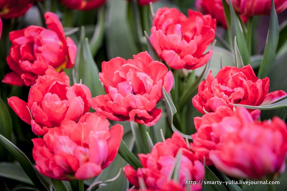 photo 2013_04_12_Keukenhof-0112.jpg