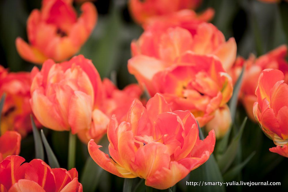 photo 2013_04_12_Keukenhof-0116.jpg