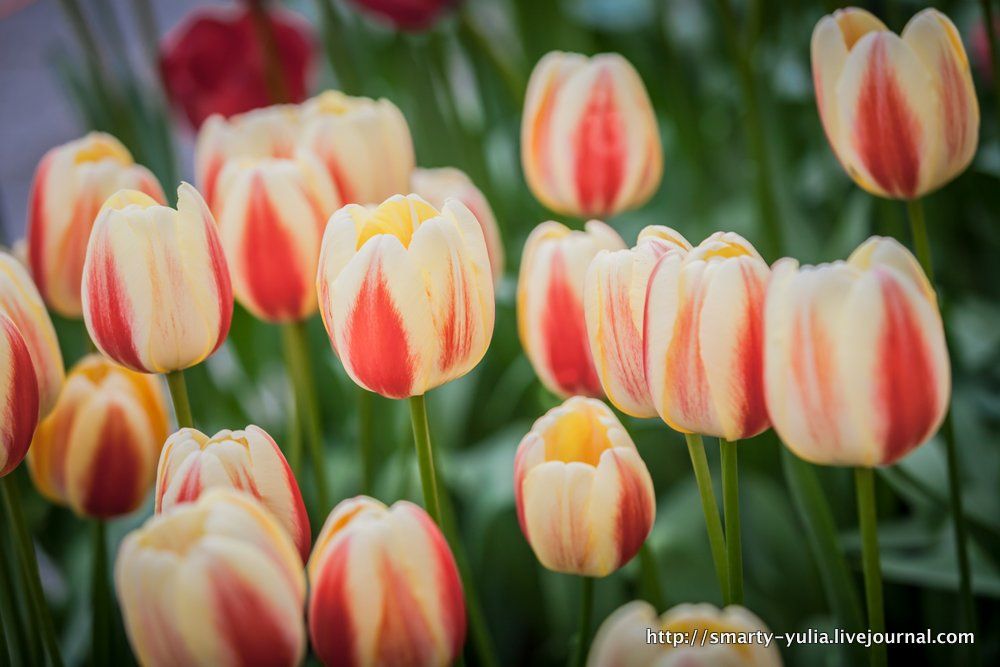 photo 2013_04_12_Keukenhof-0177.jpg