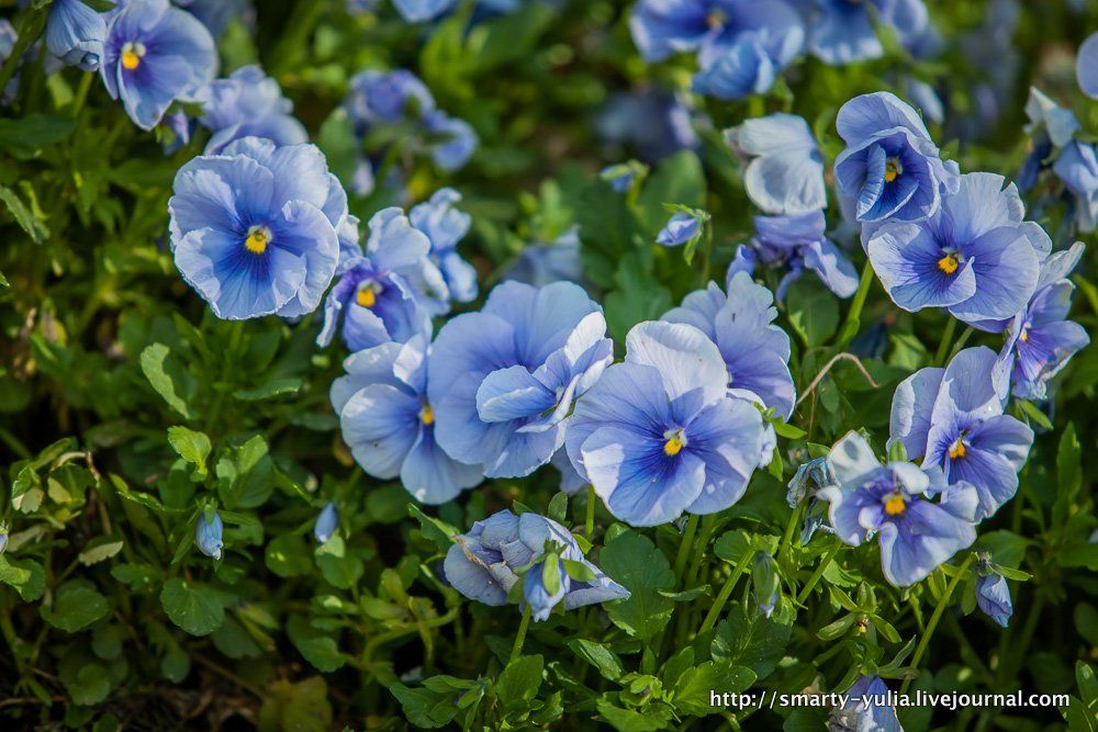  photo 2014-04-18-AgiaSofia-tulips-bazaar-0203.jpg