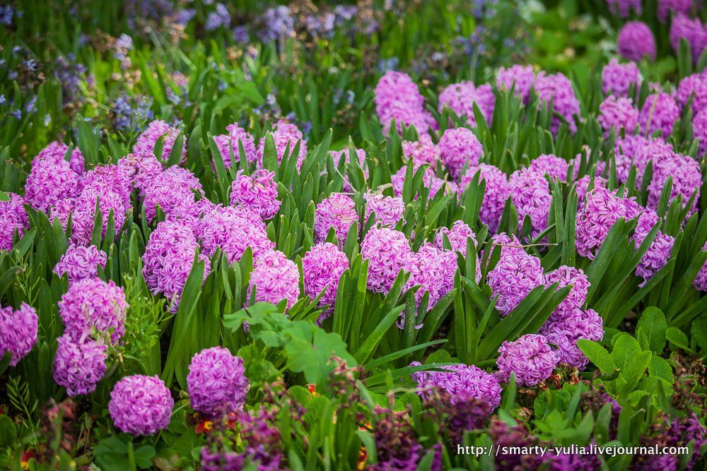  photo 2014-04-18-AgiaSofia-tulips-bazaar-0210.jpg