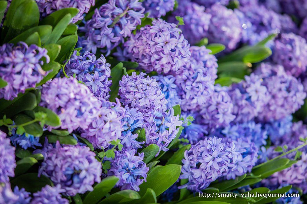  photo 2014-04-18-AgiaSofia-tulips-bazaar-0211.jpg