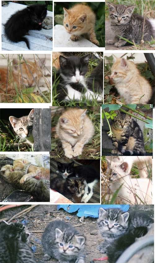 Remembering the unknown feral kittens, lives ended before they began