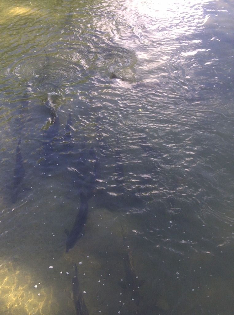 salmon run? Toronto Golf Nuts Greater Toronto Area Golf Forum