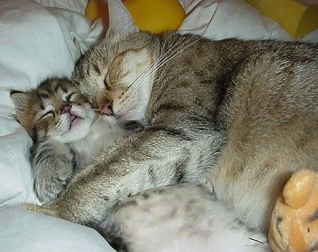 Pictures Cute Cats  Kittens on Cute Cat Cuddling Kitten Jpg Picture By Hothieutruong   Photobucket