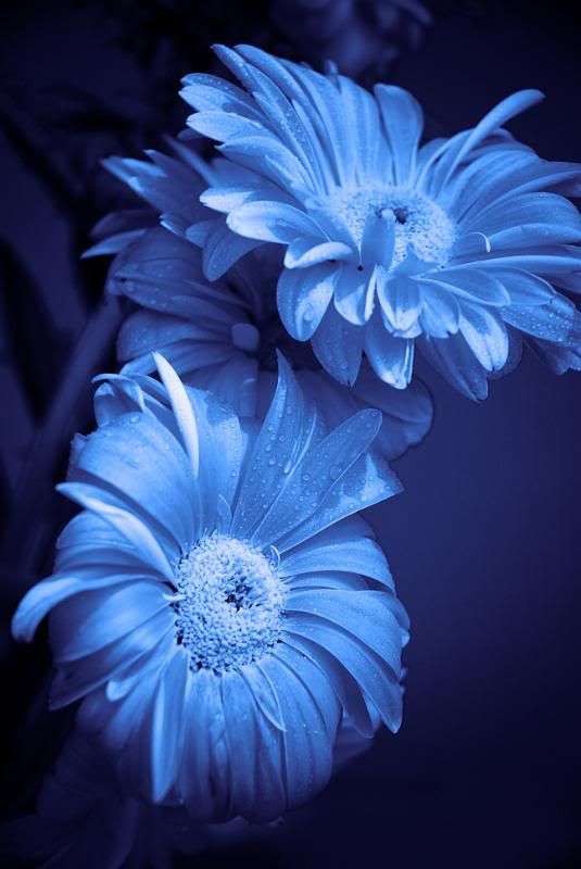 blue flowers Pictures, Images and Photos