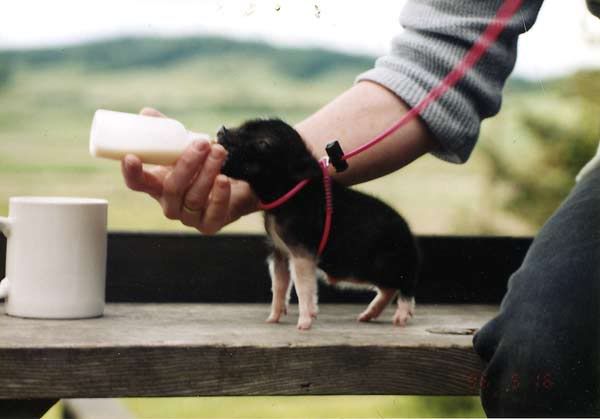 miniature-pet-pig.jpg