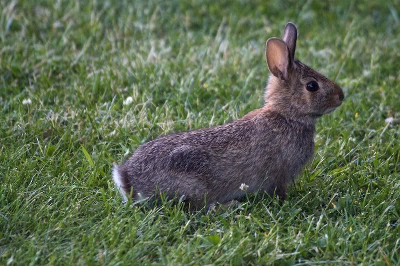 IMAGE: http://i632.photobucket.com/albums/uu45/mj_Hession/POTN/Rebel%20XS/IMG_6176.jpg