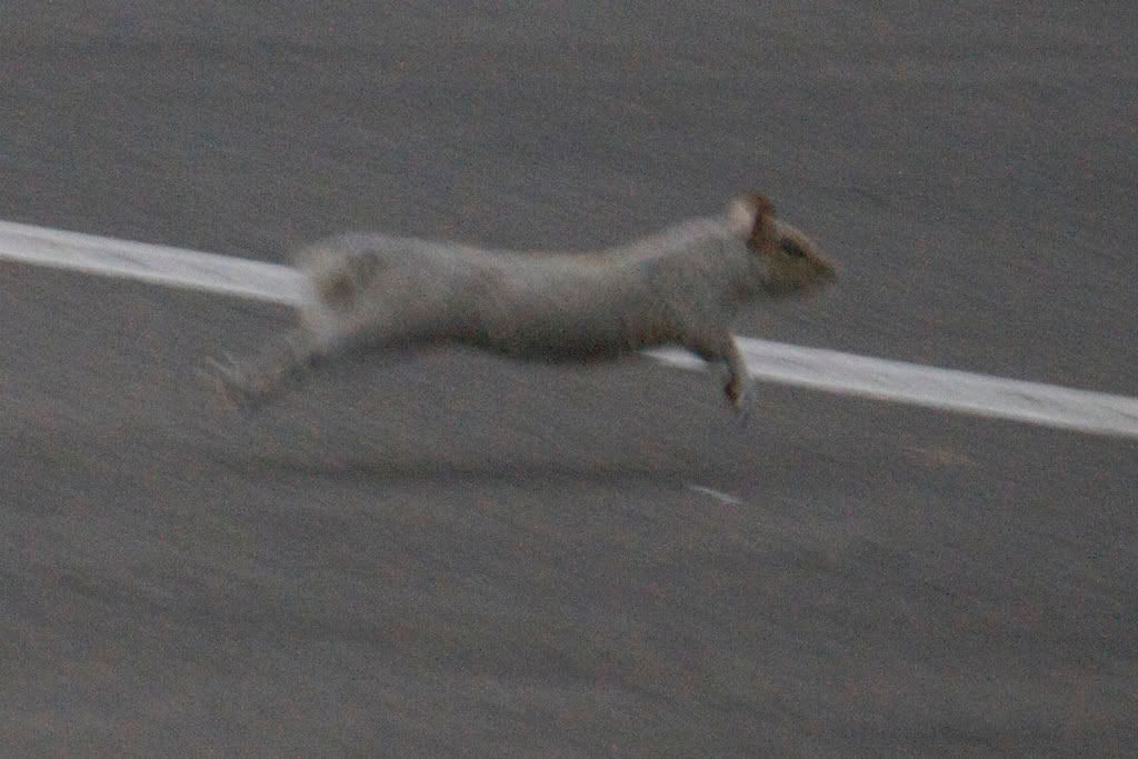 IMAGE: http://i632.photobucket.com/albums/uu45/mj_Hession/Wildlife/Squirrel/IMG_5002.jpg