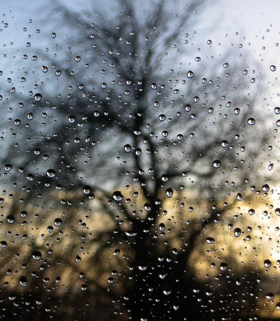 tree beyond rain-dotted window