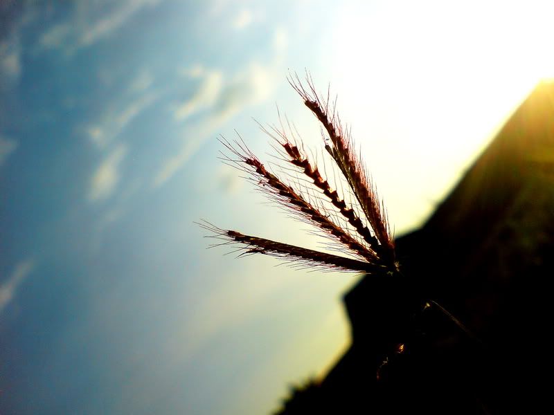 topic về những hình ảnh chụp bằng điện thoại di động - 1