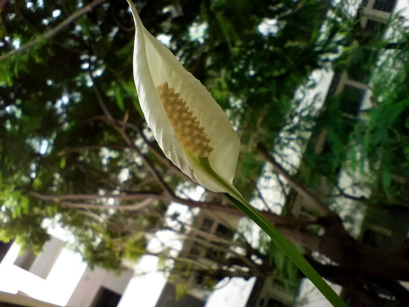 topic về những hình ảnh chụp bằng điện thoại di động - 3