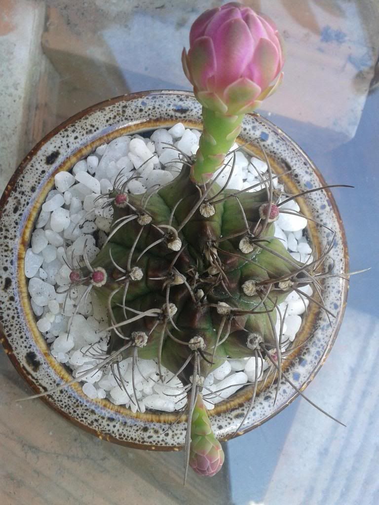 Xương rồng, tiểu cảnh cho nhà cửa, bàn văn phòng, bàn học, quà tặng... - 1