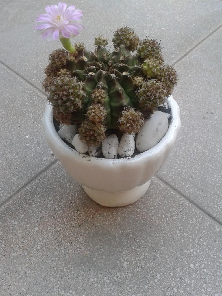 Xương rồng, tiểu cảnh cho nhà cửa, bàn văn phòng, bàn học, quà tặng... - 5