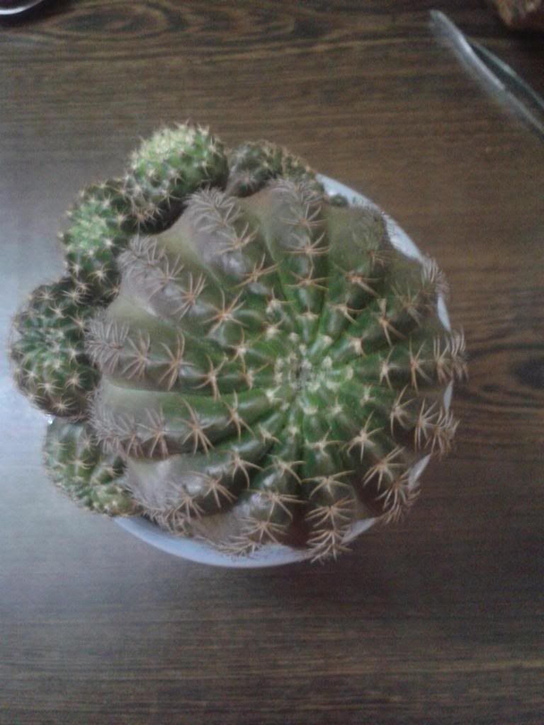 Xương rồng, tiểu cảnh cho nhà cửa, bàn văn phòng, bàn học, quà tặng... - 6