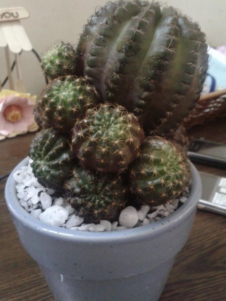 Xương rồng, tiểu cảnh cho nhà cửa, bàn văn phòng, bàn học, quà tặng... - 4