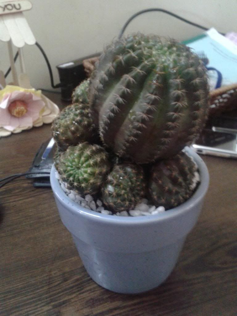 Xương rồng, tiểu cảnh cho nhà cửa, bàn văn phòng, bàn học, quà tặng... - 5