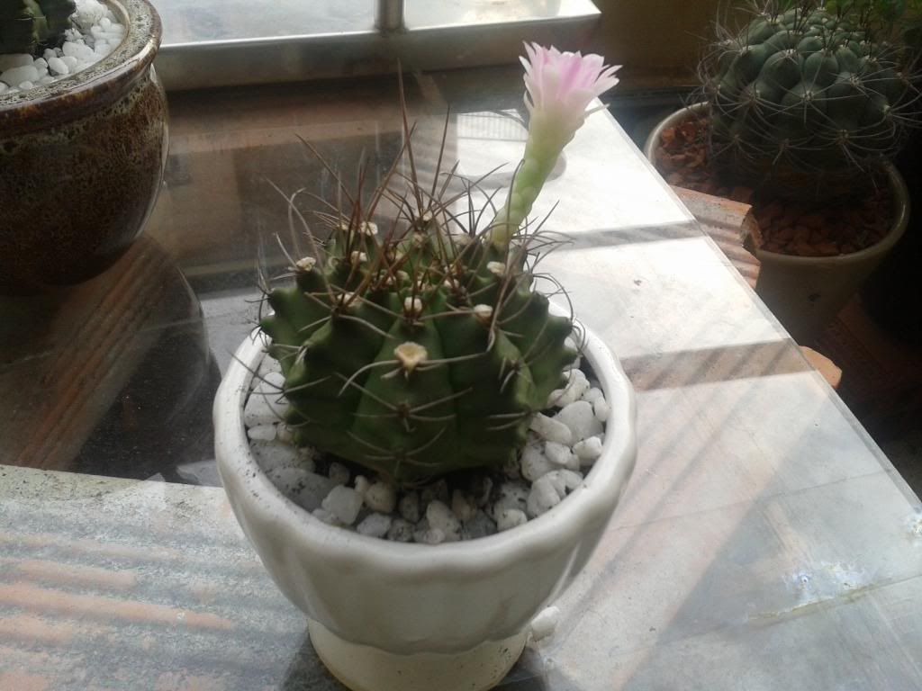 Xương rồng, tiểu cảnh cho nhà cửa, bàn văn phòng, bàn học, quà tặng... - 1