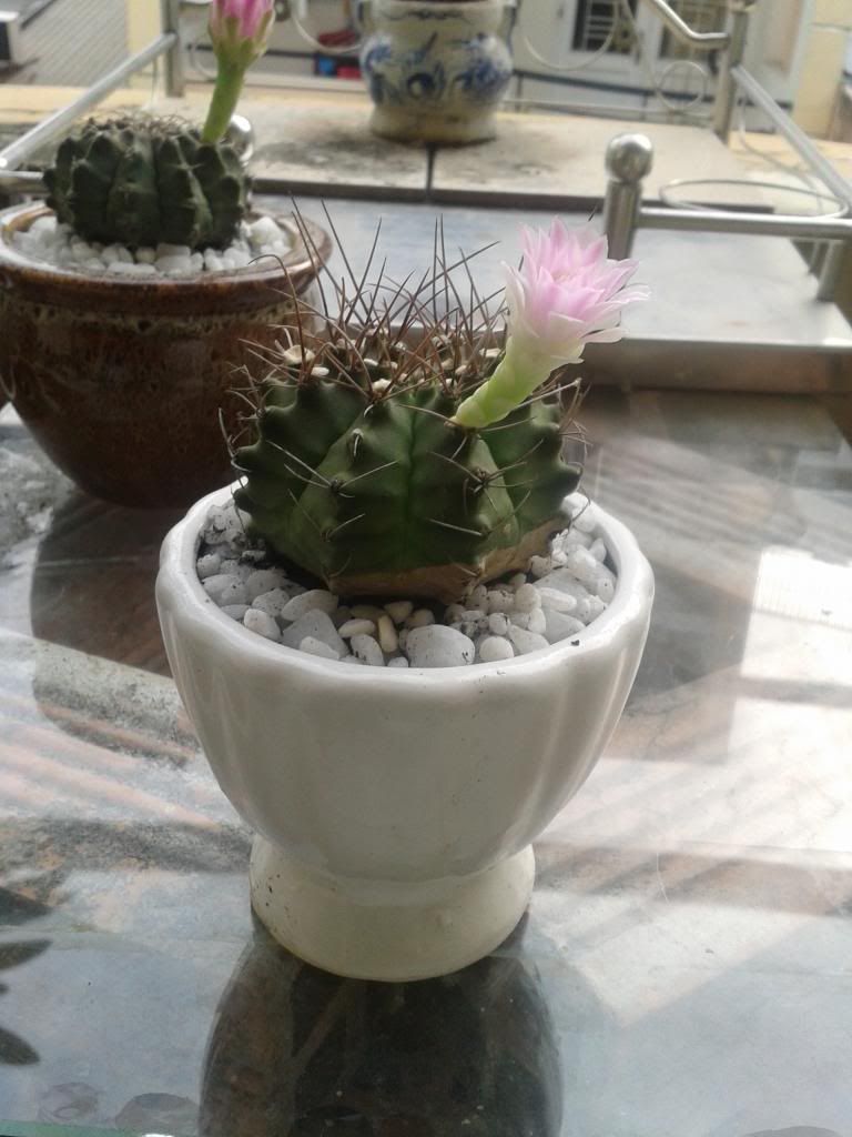 Xương rồng, tiểu cảnh cho nhà cửa, bàn văn phòng, bàn học, quà tặng... - 3