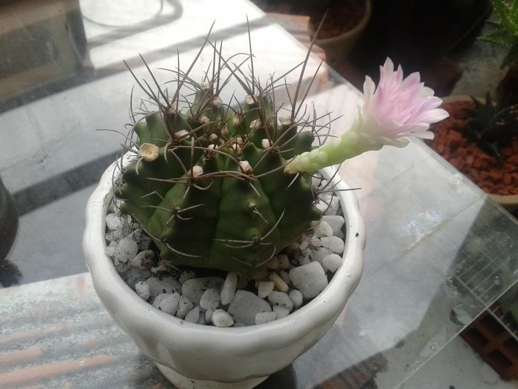 Xương rồng, tiểu cảnh cho nhà cửa, bàn văn phòng, bàn học, quà tặng... - 2