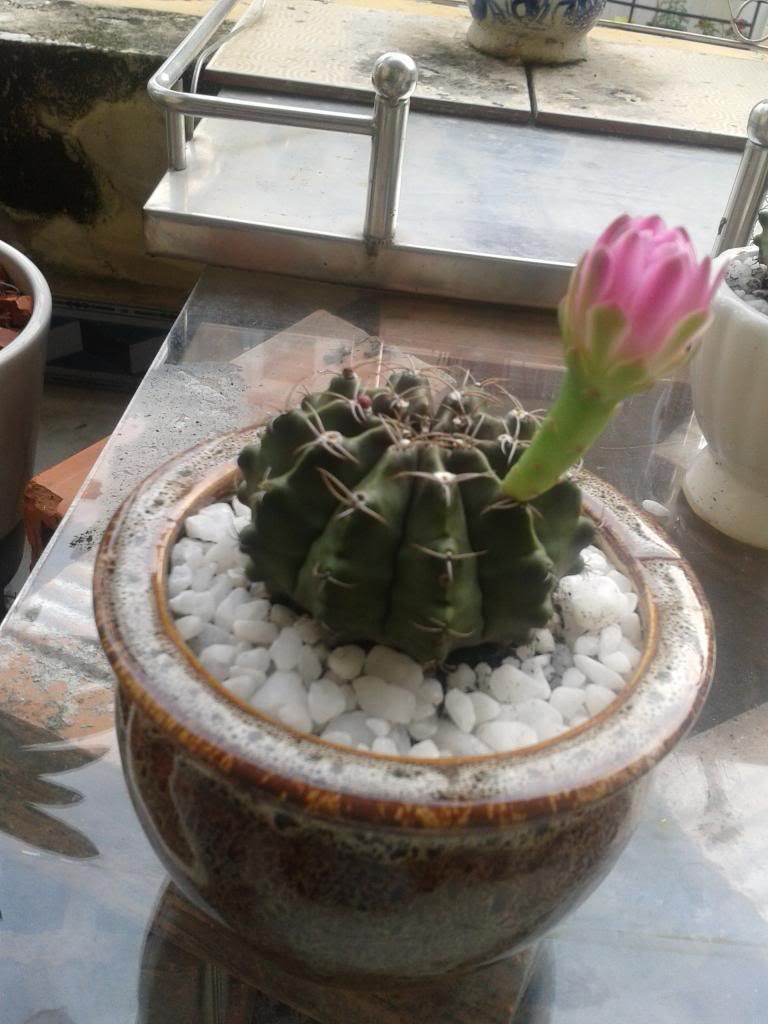 Xương rồng, tiểu cảnh cho nhà cửa, bàn văn phòng, bàn học, quà tặng... - 4