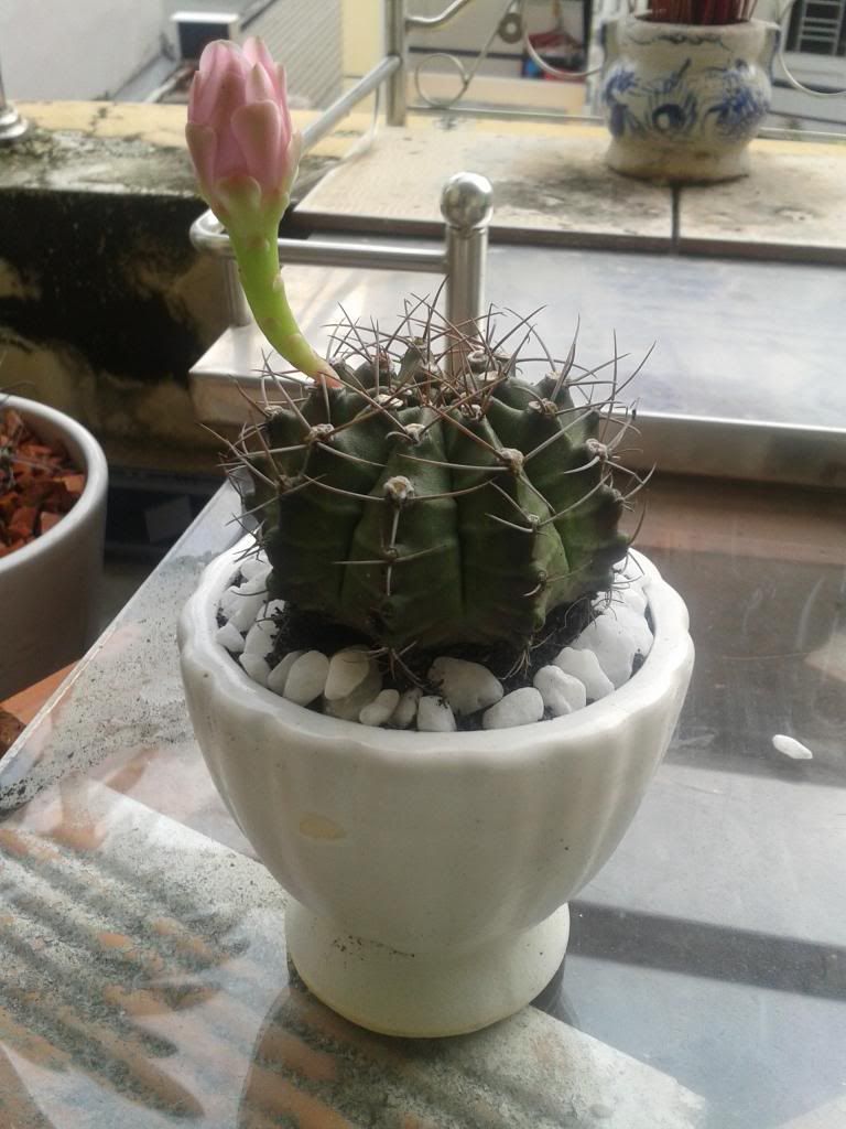 Xương rồng, tiểu cảnh cho nhà cửa, bàn văn phòng, bàn học, quà tặng... - 7