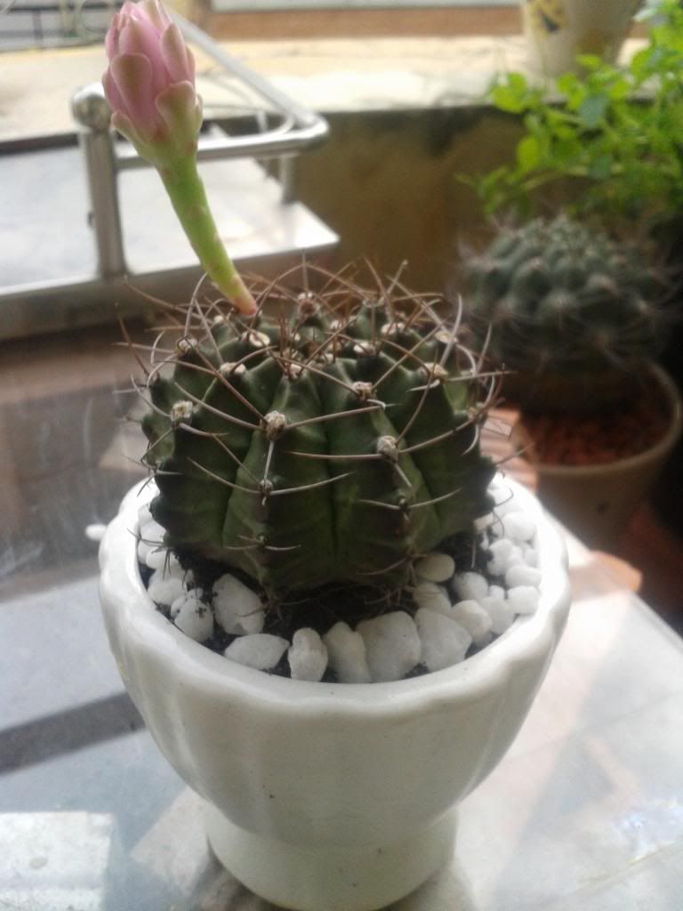 Xương rồng, tiểu cảnh cho nhà cửa, bàn văn phòng, bàn học, quà tặng... - 8