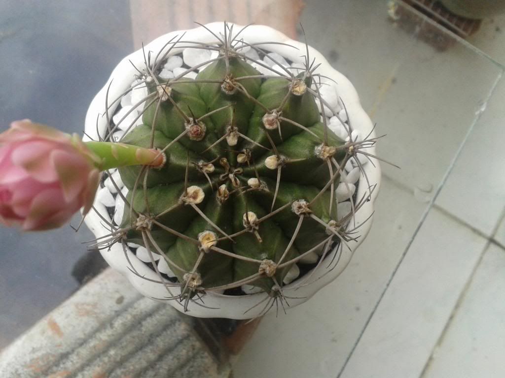 Xương rồng, tiểu cảnh cho nhà cửa, bàn văn phòng, bàn học, quà tặng... - 9