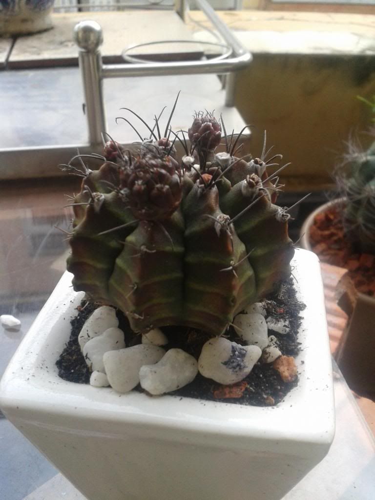 Xương rồng, tiểu cảnh cho nhà cửa, bàn văn phòng, bàn học, quà tặng... - 10