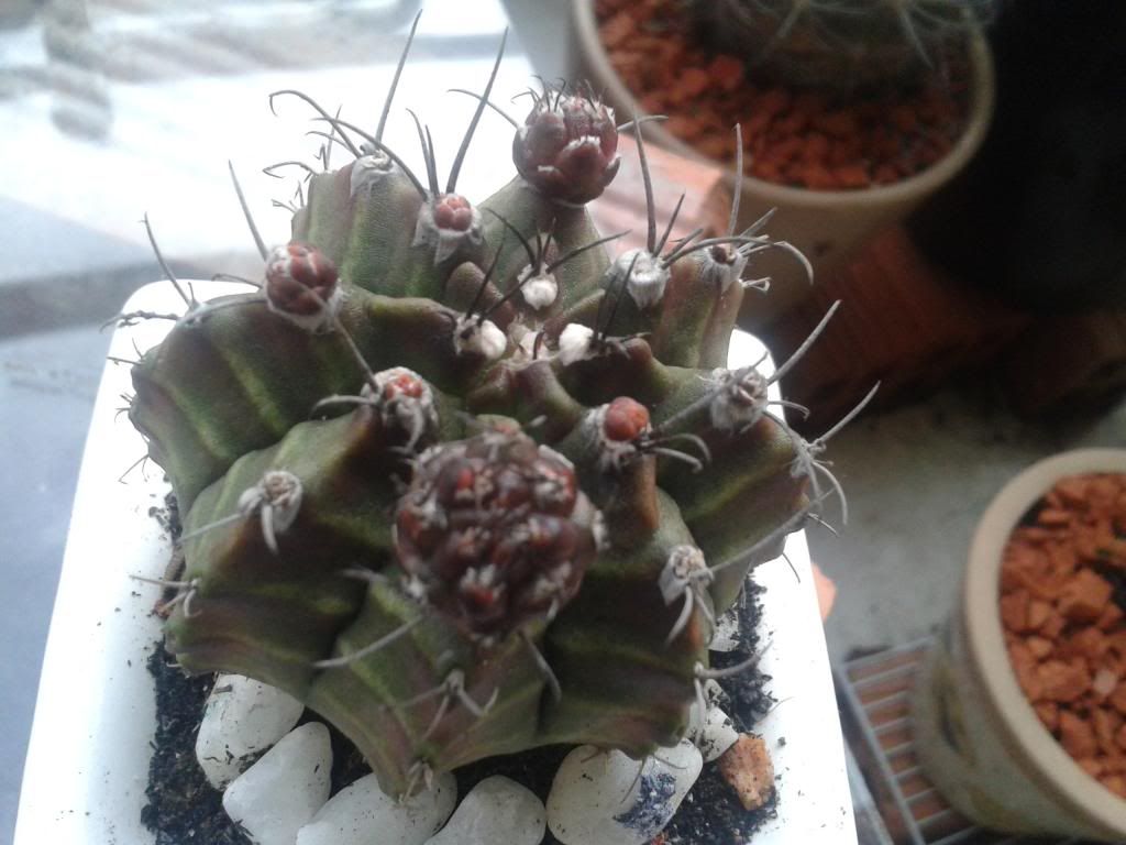 Xương rồng, tiểu cảnh cho nhà cửa, bàn văn phòng, bàn học, quà tặng... - 11