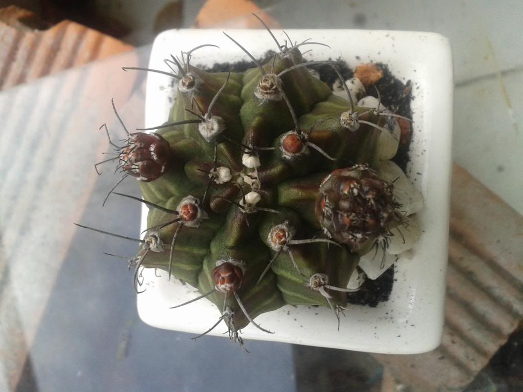 Xương rồng, tiểu cảnh cho nhà cửa, bàn văn phòng, bàn học, quà tặng... - 12