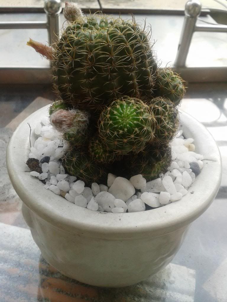 Xương rồng, tiểu cảnh cho nhà cửa, bàn văn phòng, bàn học, quà tặng... - 15