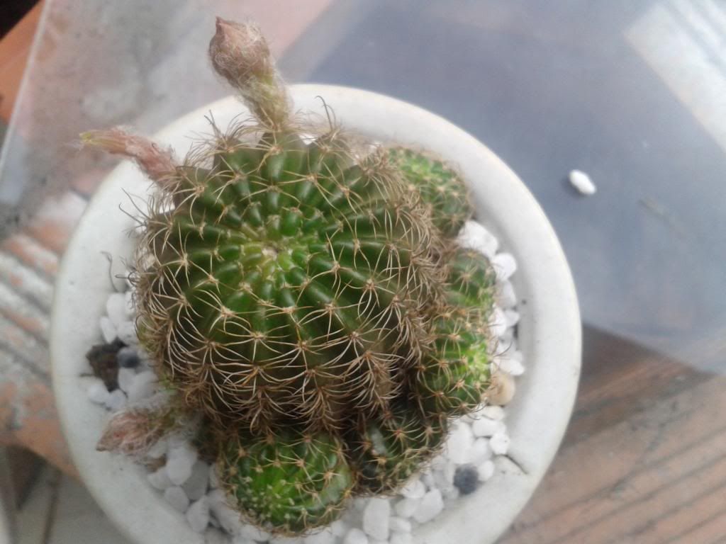 Xương rồng, tiểu cảnh cho nhà cửa, bàn văn phòng, bàn học, quà tặng... - 16