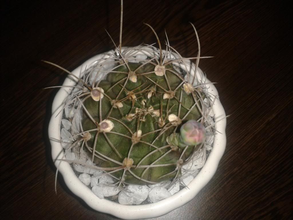 Xương rồng, tiểu cảnh cho nhà cửa, bàn văn phòng, bàn học, quà tặng... - 5